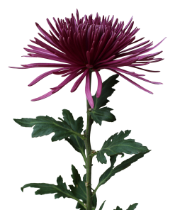 Едроцъфтяща Хризантема Тиана Дарк (Chrysanthemum grandiflorum Tiana Dark)