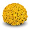Кълбовидна Хризантема Таноки Жълта (Chrysanthemum Classic Tanoki Yellow)