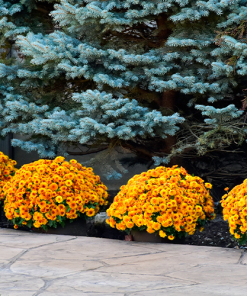 Кълбовидна Хризантема Таноки Оранжева (Chrysanthemum Classic Tanoki Orange)