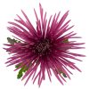 Едроцъфтяща Хризантема Тиана Дарк (Chrysanthemum grandiflorum Tiana Dark)