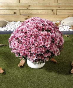 Кълбовидна Хризантема Умбра Пинк (Chrysanthemum Summer Umbra Pink)