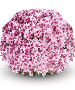 Кълбовидна Хризантема Умбра Пинк (Chrysanthemum Summer Umbra Pink)