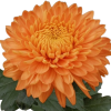 Едроцъфтяща Хризантема Мариел Бронз (Chrysanthemum grandiflorum Marielle Bronze)