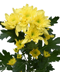 Едроцъфтяща Хризантема Зембла Съни (Chrysanthemum grandiflorum Zembla Sunny)