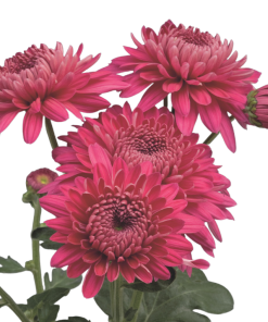 Едроцъфтяща Хризантема Мариел Пърпъл (Chrysanthemum grandiflorum Marielle Purple)