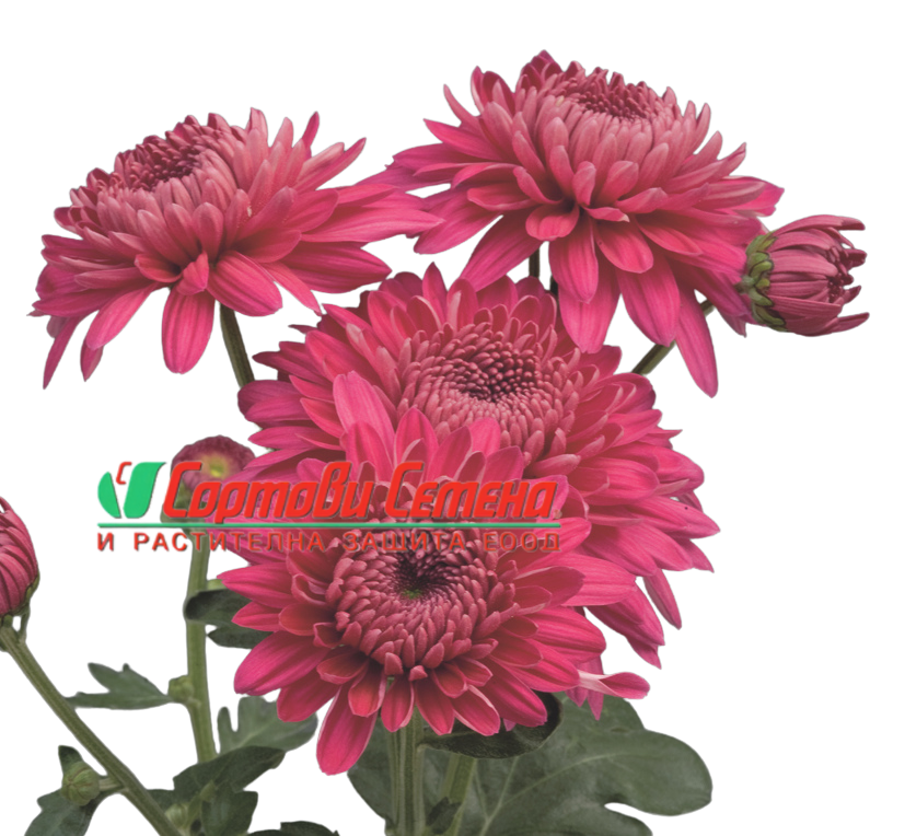 Едроцъфтяща Хризантема Мариел Пърпъл (Chrysanthemum grandiflorum Marielle Purple)