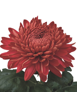 Едроцъфтяща Хризантема Мариел Ред (Chrysanthemum grandiflorum Marielle Red)
