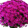 Кълбовидна Хризантема Бранроял Пинк (Chrysanthemum Branroyal Pink )