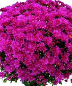 Кълбовидна Хризантема Бранроял Пинк (Chrysanthemum Branroyal Pink )