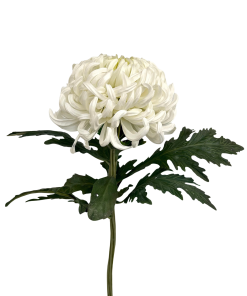 Едроцъфтяща Хризантема Виена Уайт (Chrysanthemum grandiflorum Vienna White)