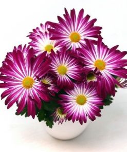 Хризантема Капри Лилаво-Бяло (Chrysanthemum Capri Lilac-White)