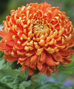 Едроцъфтяща Хризантема Астро (Chrysanthemum grandiflorum Astro)