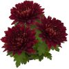Едроцъфтяща Хризантема Видо Ред (Chrysanthemum grandiflorum Vido Red)