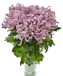 Едроцъфтяща Хризантема Виена Пинк (Chrysanthemum grandiflorum Vienna Pink)