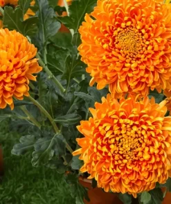 Едроцъфтяща Хризантема Астро (Chrysanthemum grandiflorum Astro)
