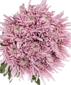 Едроцъфтяща Хризантема Чиприа (Chrysanthemum grandiflorum Cipria)