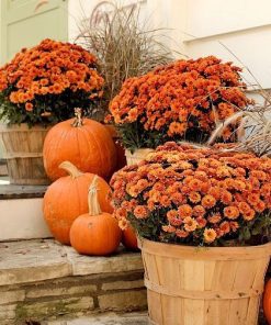 Кълбовидна Хризантема Гуарини Оранжев (Chrysanthemum Classic Guarini Orange)