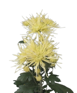Едроцъфтяща Хризантема Уайт Спайдър (Chrysanthemum grandiflorum White Spider)