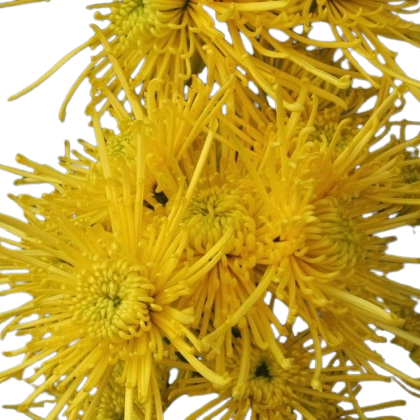 Едроцъфтяща Хризантема Голдън Спайдър (Chrysanthemum grandiflorum Golden Spider)