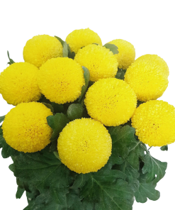 Хризантема Пинг Понг Голдън (Chrysanthemum Ping Pong Golden)