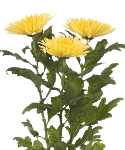 Едроцъфтяща Хризантема Анастасия Съни (Chrysanthemum grandiflorum Anastasia Anastasia Sunny)