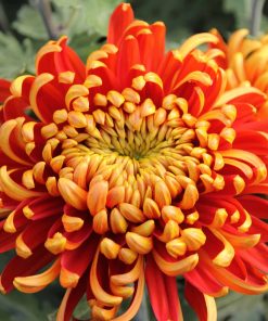 Едроцъфтяща Хризантема Том Пиърс (Chrysanthemum grandiflorum Tom Pearce)