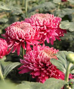 Едроцъфтяща Хризантема Регал Мист Ред (Chrysanthemum grandiflorum Regal Mist Red)