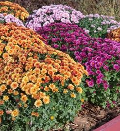 Кълбовидна Хризантема Сънсет Шампейн (Chrysanthemum Multiflora sel® Sunset Champagne)