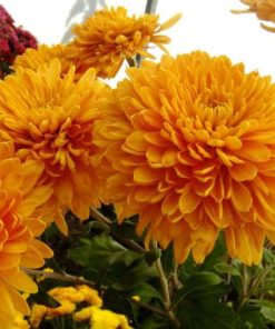 Едроцъфтяща Хризантема Мариел Бронз (Chrysanthemum grandiflorum Marielle Bronze)