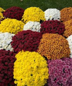 Кълбовидна Хризантема Помах Жълта (Chrysanthemum Classic Pomax Yellow)