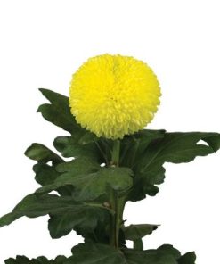 Хризантема Пинг Понг Голдън (Chrysanthemum Ping Pong Golden)