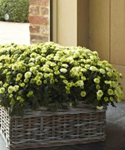 Кълбовидна Хризантема Примо Писташ (Chrysanthemum Classic Primo Pistache)