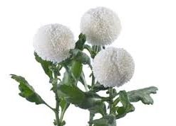 Хризантема Пинг Понг Супер (Chrysanthemum Ping Pong Super )