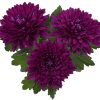 Едроцъфтяща Хризантема Видо Пърпъл (Chrysanthemum grandiflorum Vido Purple)