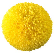 Хризантема Пинг Понг Голдън (Chrysanthemum Ping Pong Golden)