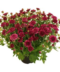 Хризантема Амарена Лилава (Chrysanthemum Amarena Purple)