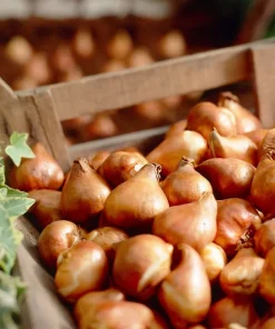 Лале Denmark (Tulip Denmark) – Живописен контраст за вашата градина!