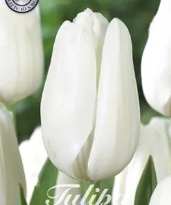 Лале Lanka(Tulip Lanka)- Нежна елегантност в чисто бяло!