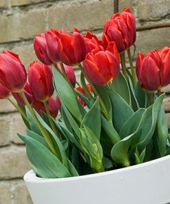 Лале Escape (Tulip Escape) – Класическа красота в яркочервено!