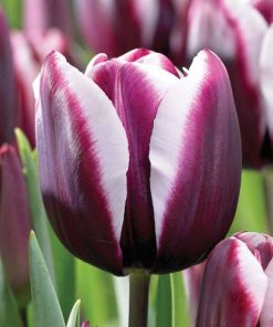 Лале Alexander Pushkin (Tulip Alexander Pushkin) – Кралска елегантност и контраст за вашата градина!