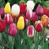 Лале Triumph Mixed (Tulip Triumph Mixed)- Взрив от цветове за незабравима пролет!