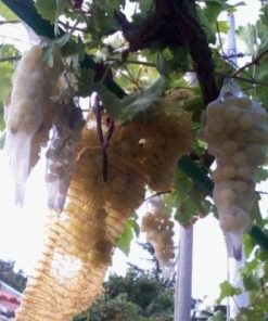 Предпазна мрежа за грозде против оси - Защитете своята реколта!