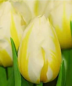 Лале Флейминг Кокет (Tulip Flaming Coquette) – Изящна красота в бяло и жълто!