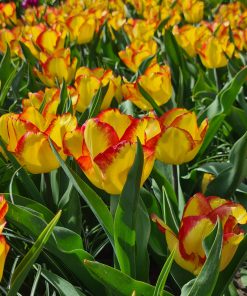 Лале Cape Town (Tulip Cape Town) – Екзотична красота в жълто и червено!