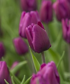 lale-purple-rain-tulip-purple-rain-elegantna-krasota-koyato-shte-preobrazi-vashata-gradina