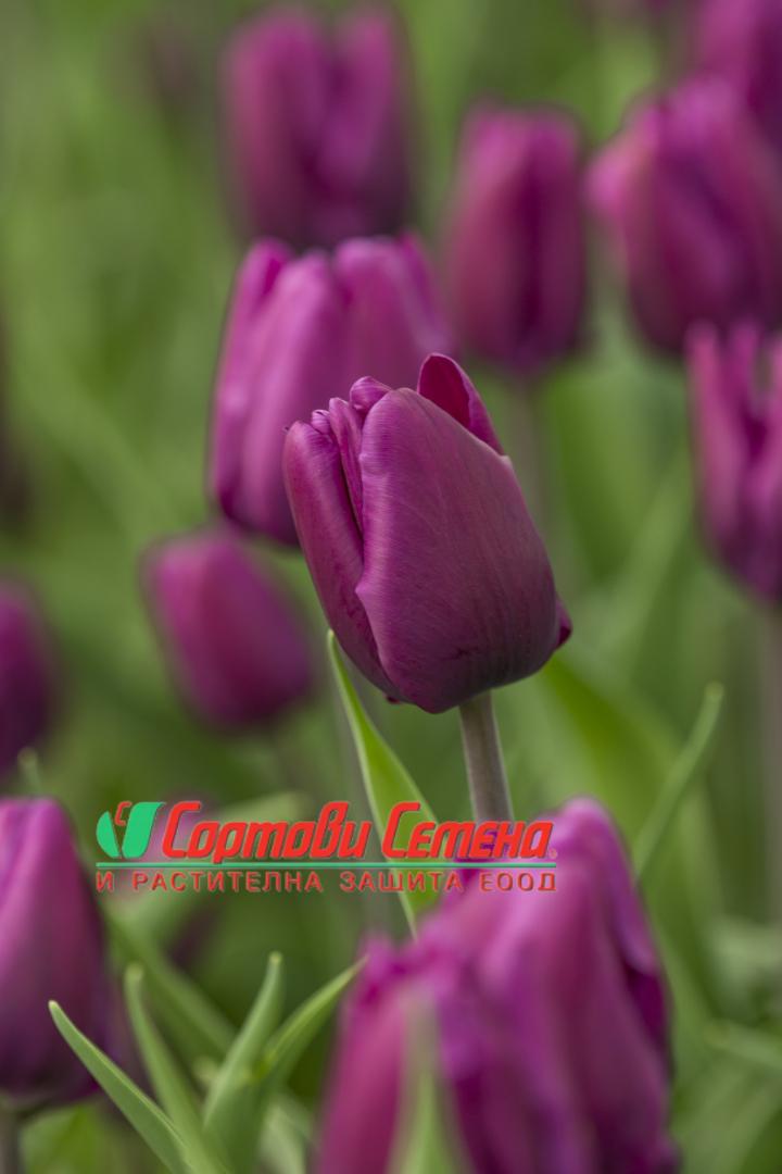 lale-purple-rain-tulip-purple-rain-elegantna-krasota-koyato-shte-preobrazi-vashata-gradina