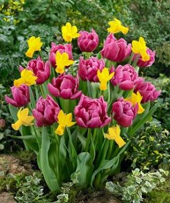 lale-bolroyal-alfa-tulip-bolroyal-alfa-carstvena-krasota-i-stil-za-vashata-gradina