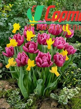 lale-bolroyal-alfa-tulip-bolroyal-alfa-carstvena-krasota-i-stil-za-vashata-gradina
