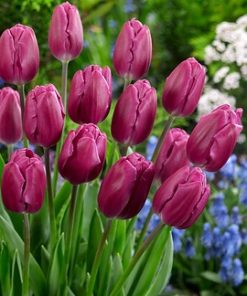 lale-bolroyal-alfa-tulip-bolroyal-alfa-carstvena-krasota-i-stil-za-vashata-gradina