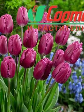 lale-bolroyal-alfa-tulip-bolroyal-alfa-carstvena-krasota-i-stil-za-vashata-gradina